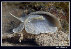 A lymnaea, an air-breathing freshwater snail by Sven Tramaux 